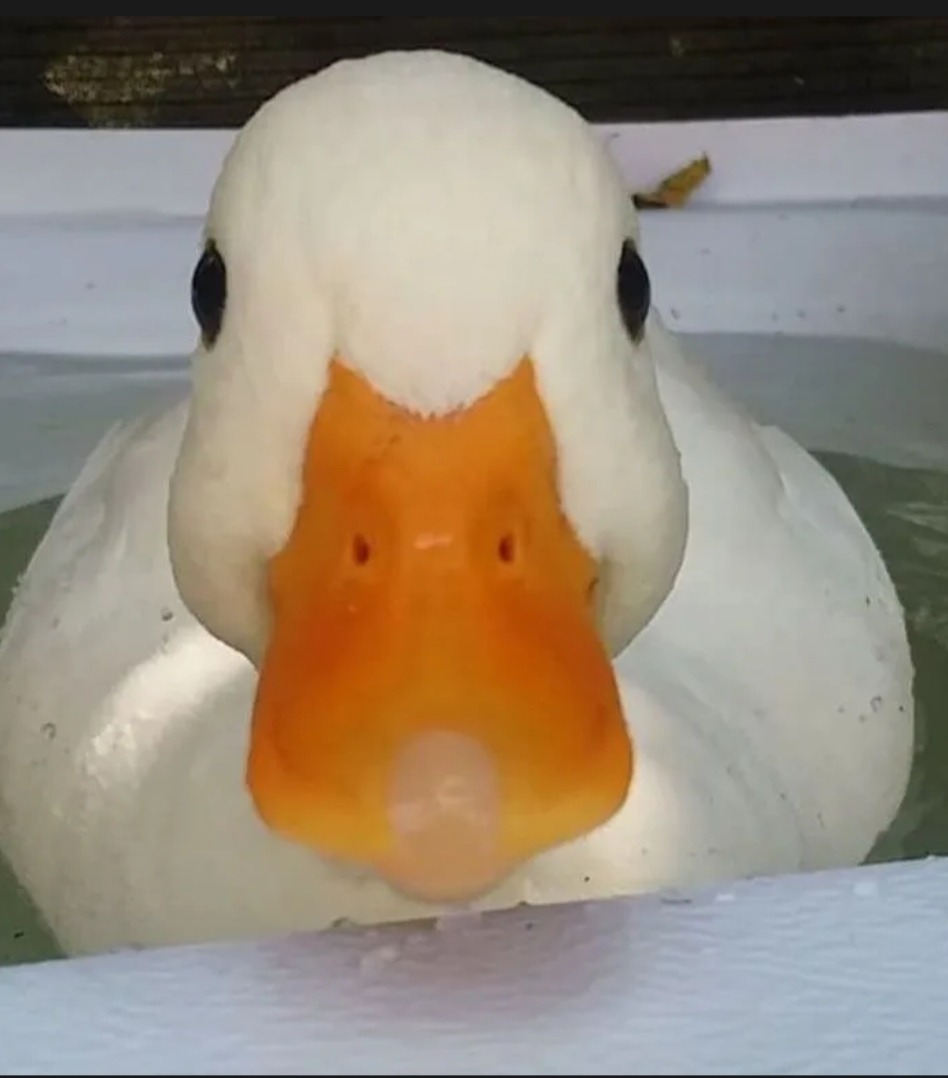 Chester - Zottegem - Flandre orientale | Plans Cul